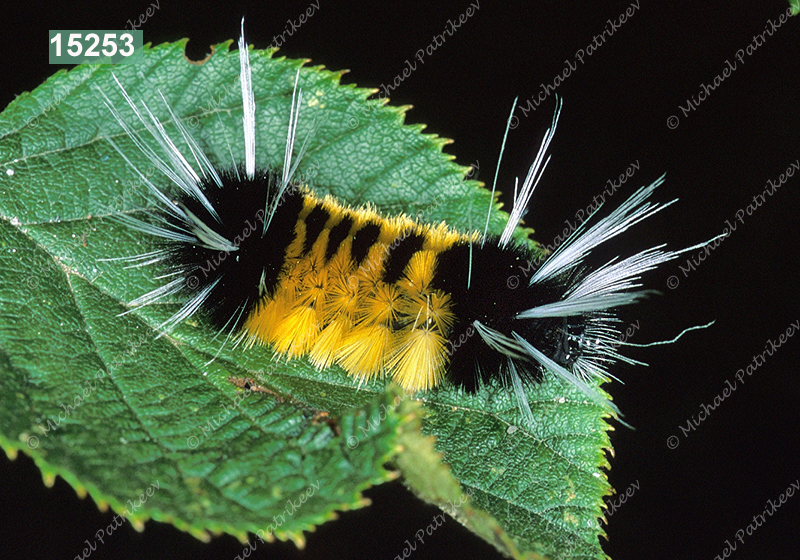 Spotted Tussock Moth (Lophocampa maculata)